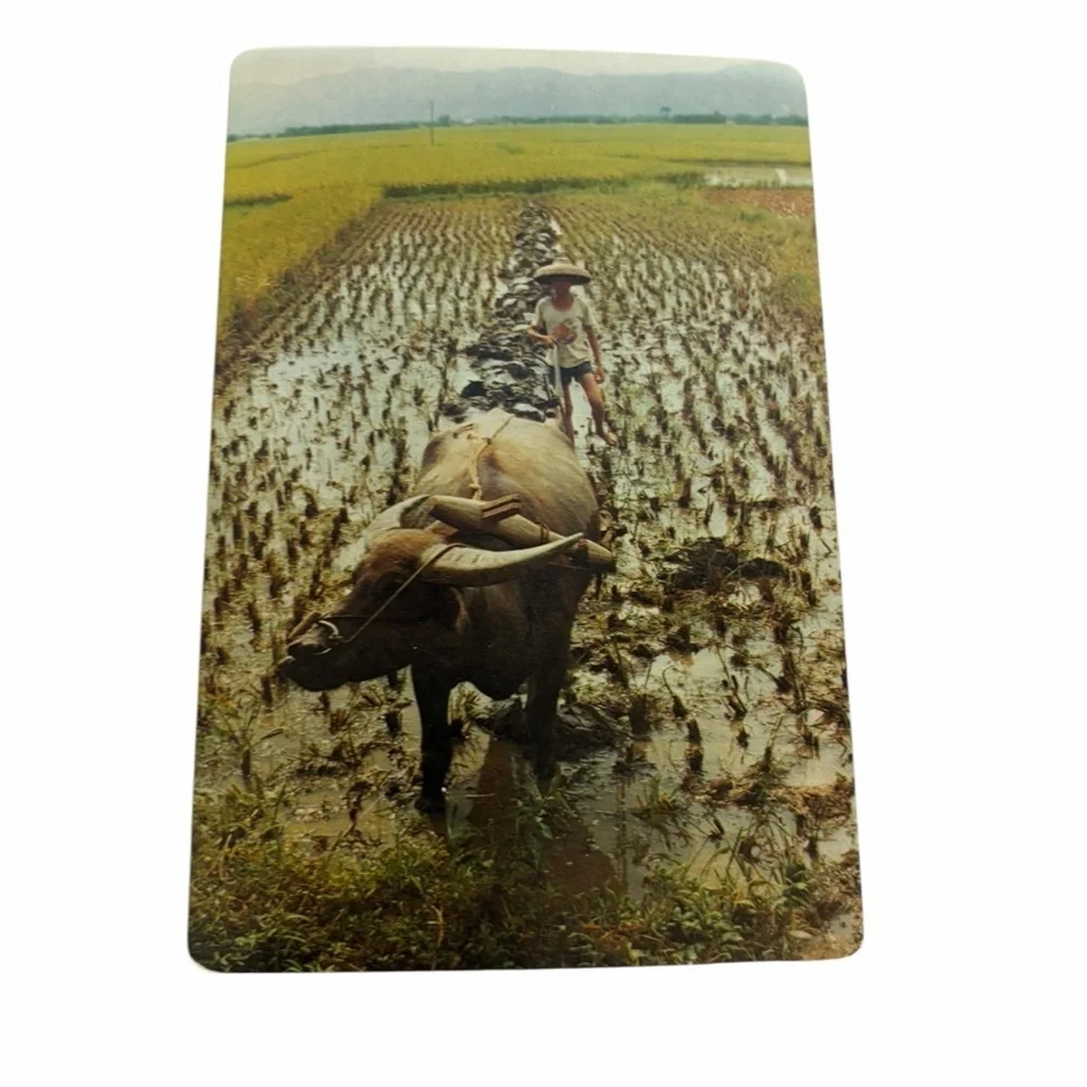 Vintage Water Buffalo Rice Field Photograph | Rural Farm Asia Postcard